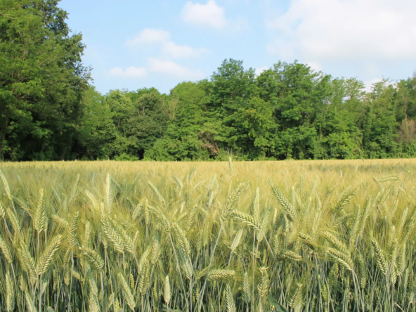 2104_verde_4_20260324103143